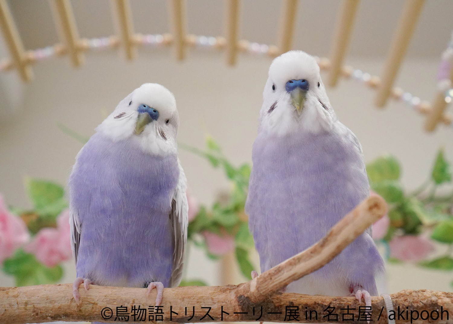 「鳥物語トリストーリー展」名古屋で、鳥の“一瞬の美しさ”を表した写真展＆ハンドメイドグッズ物販｜写真3