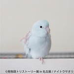 「鳥物語トリストーリー展」名古屋で、鳥の“一瞬の美しさ”を表した写真展＆ハンドメイドグッズ物販｜写真9