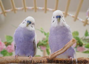 「鳥物語トリストーリー展」名古屋で、鳥の“一瞬の美しさ”を表した写真展＆ハンドメイドグッズ物販｜写真3