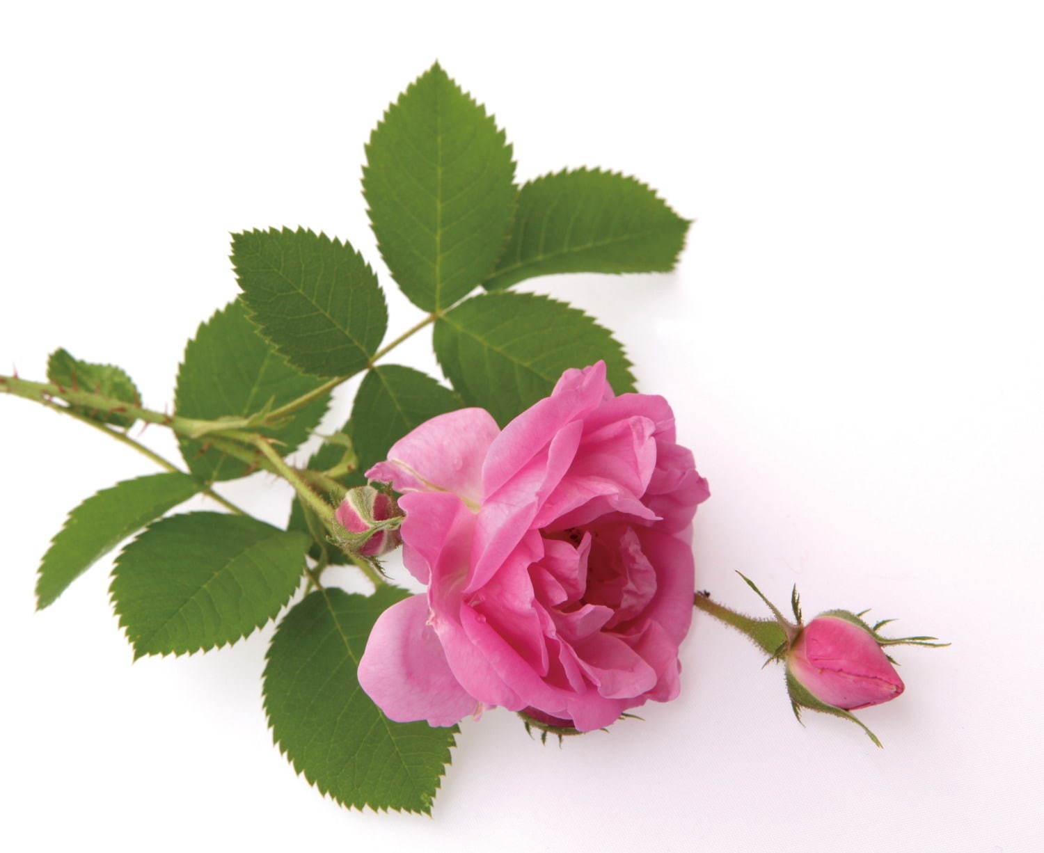 MiMC“ほんのりピンク”の美容液バーム、ロングセラーコスメ秋冬限定でローズ調の香りに｜写真4