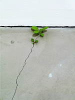 現代美術の展覧会「時を超える：美の基準」京都・二条城で、名和晃平やチームラボなどのアートが集結｜写真19