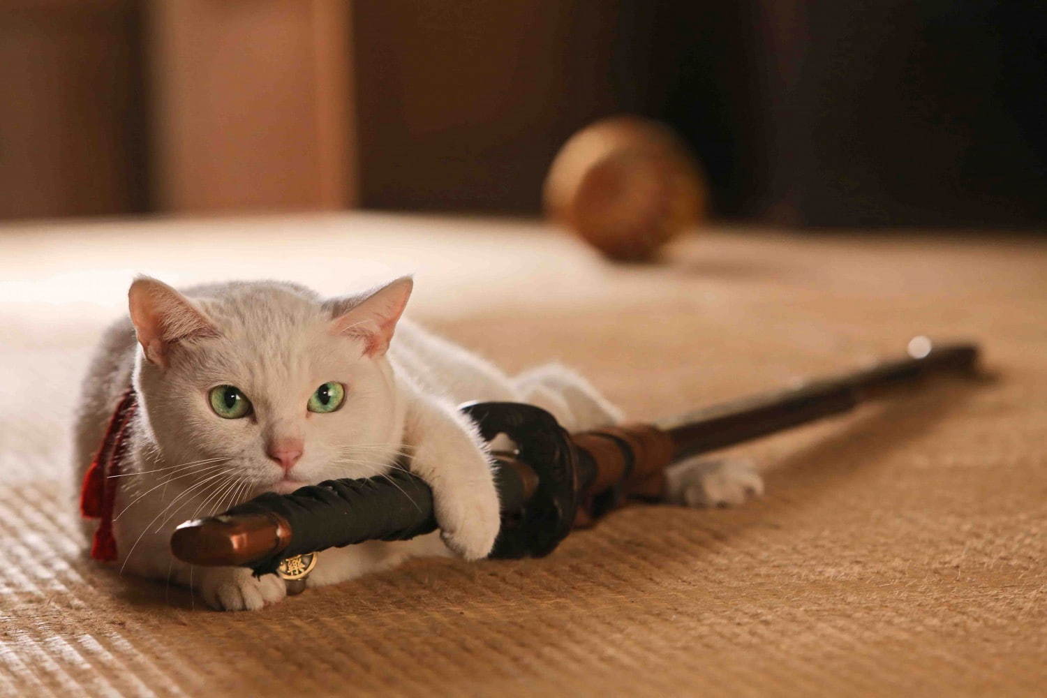 「吉祥寺ねこ祭り2019」吉祥寺で - “愛猫家”による初の音楽イベントや謎解き×街歩き企画も｜写真24