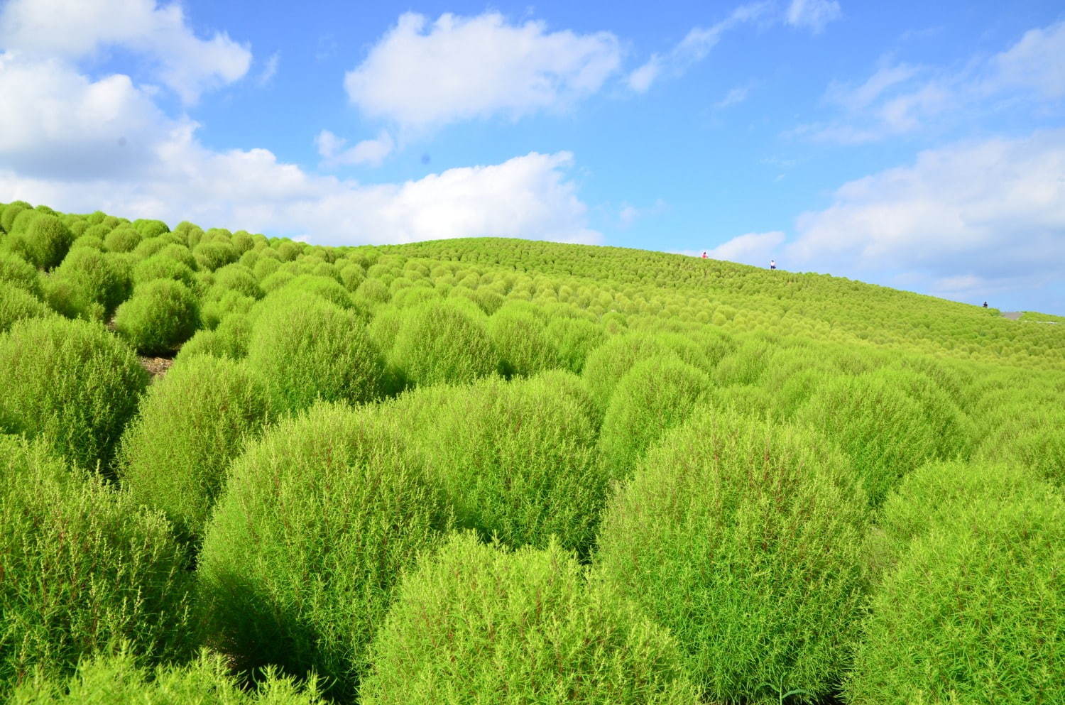 茨城・国営ひたち海浜公園、秋の絶景「コキア」約3万2千本が真っ赤に染まる秋の紅葉｜写真8