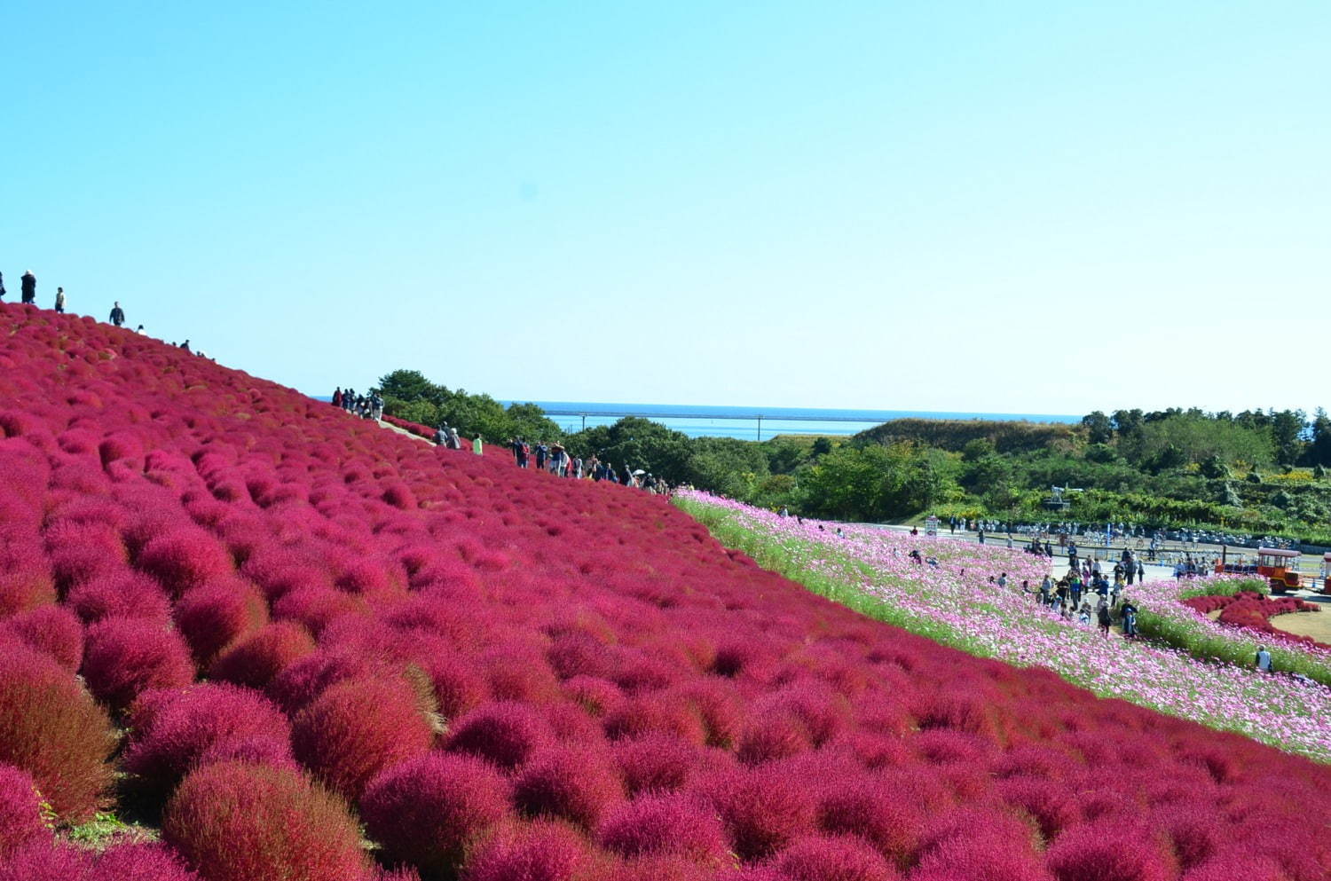 茨城・国営ひたち海浜公園、秋の絶景「コキア」約3万2千本が真っ赤に染まる秋の紅葉｜写真2