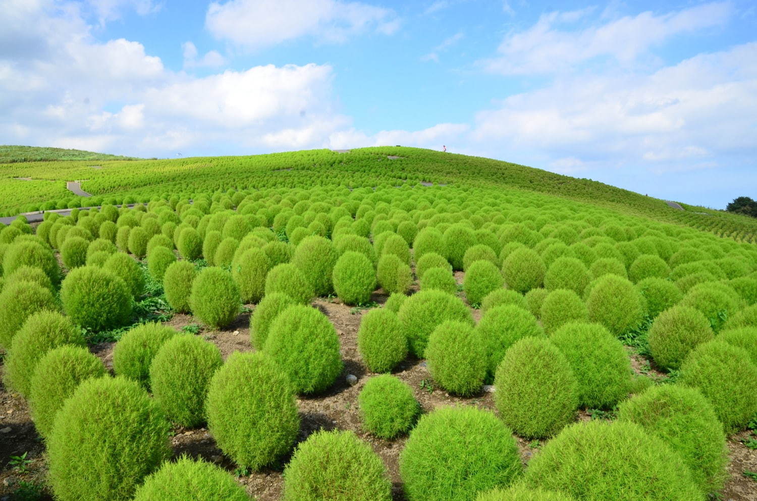 茨城・国営ひたち海浜公園、秋の絶景「コキア」約3万2千本が真っ赤に染まる秋の紅葉｜写真9