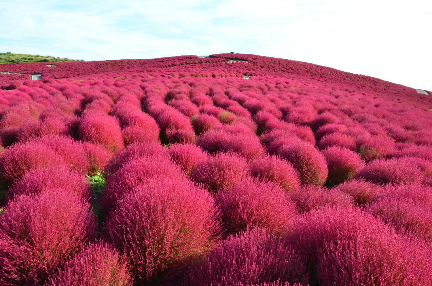 茨城 国営ひたち海浜公園 秋の絶景 コキア 約3万2千本が真っ赤に染まる秋の紅葉 ファッションプレス