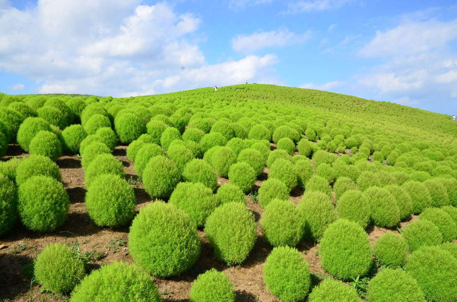 茨城・国営ひたち海浜公園、秋の絶景「コキア」約3万2千本が真っ赤に染まる秋の紅葉｜写真10