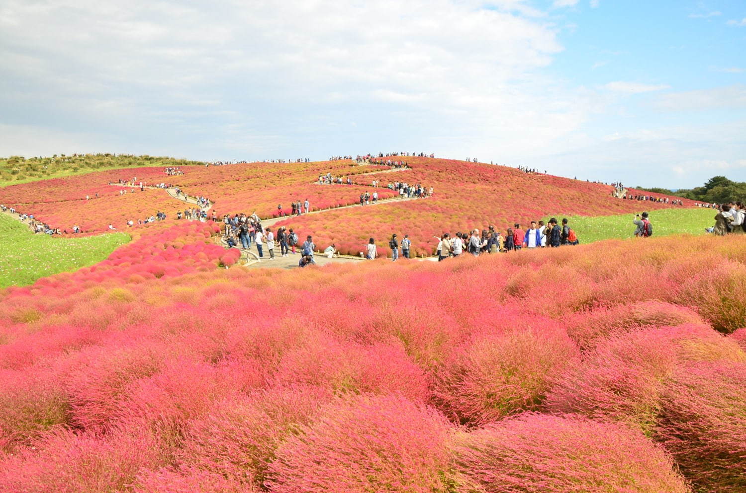 茨城・国営ひたち海浜公園、秋の絶景「コキア」約3万2千本が真っ赤に染まる秋の紅葉｜写真5