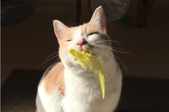 カルチャーフェス(海外の文化やグルメを紹介)｜「第9回 ねこまつり at 湯島」全16店参加、ネコにちなんだ限定メニュー＆御朱印など発売