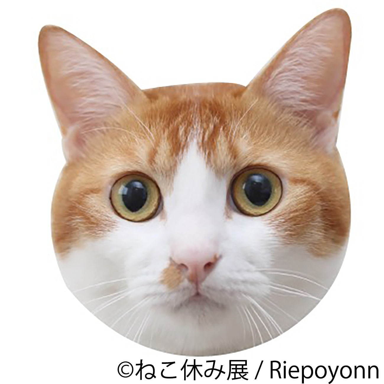 猫の合同写真展＆物販展「ねこ休み展 秋 2019」名古屋で、猫の抜け毛アートや新作ぬいぐるみ｜写真42