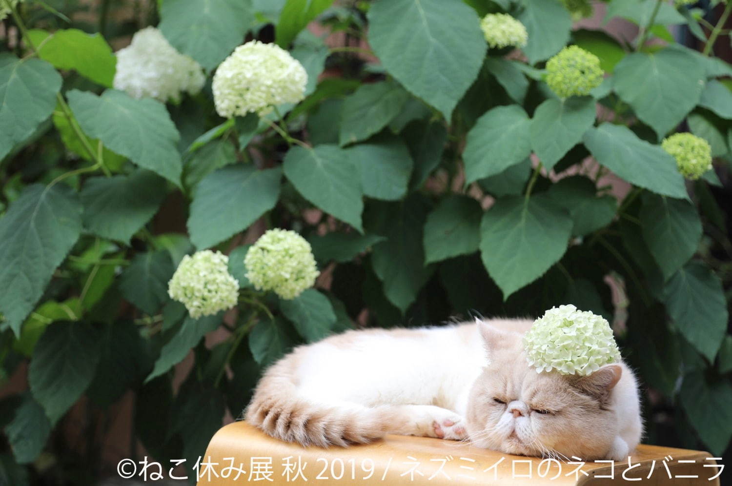 猫の合同写真展＆物販展「ねこ休み展 秋 2019」名古屋で、猫の抜け毛アートや新作ぬいぐるみ｜写真6