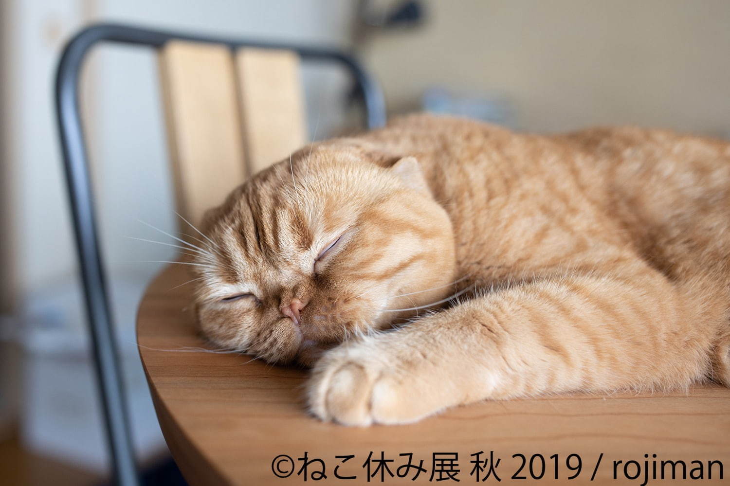 猫の合同写真展＆物販展「ねこ休み展 秋 2019」名古屋で、猫の抜け毛アートや新作ぬいぐるみ｜写真2