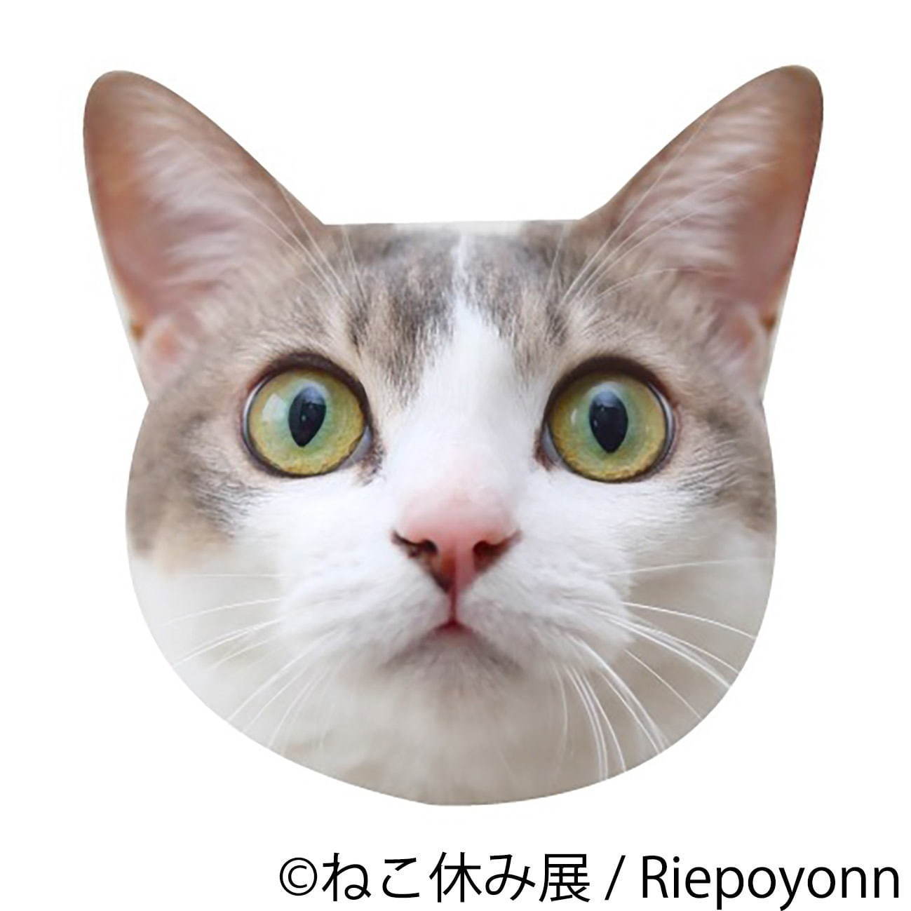 猫の合同写真展＆物販展「ねこ休み展 秋 2019」名古屋で、猫の抜け毛アートや新作ぬいぐるみ｜写真46