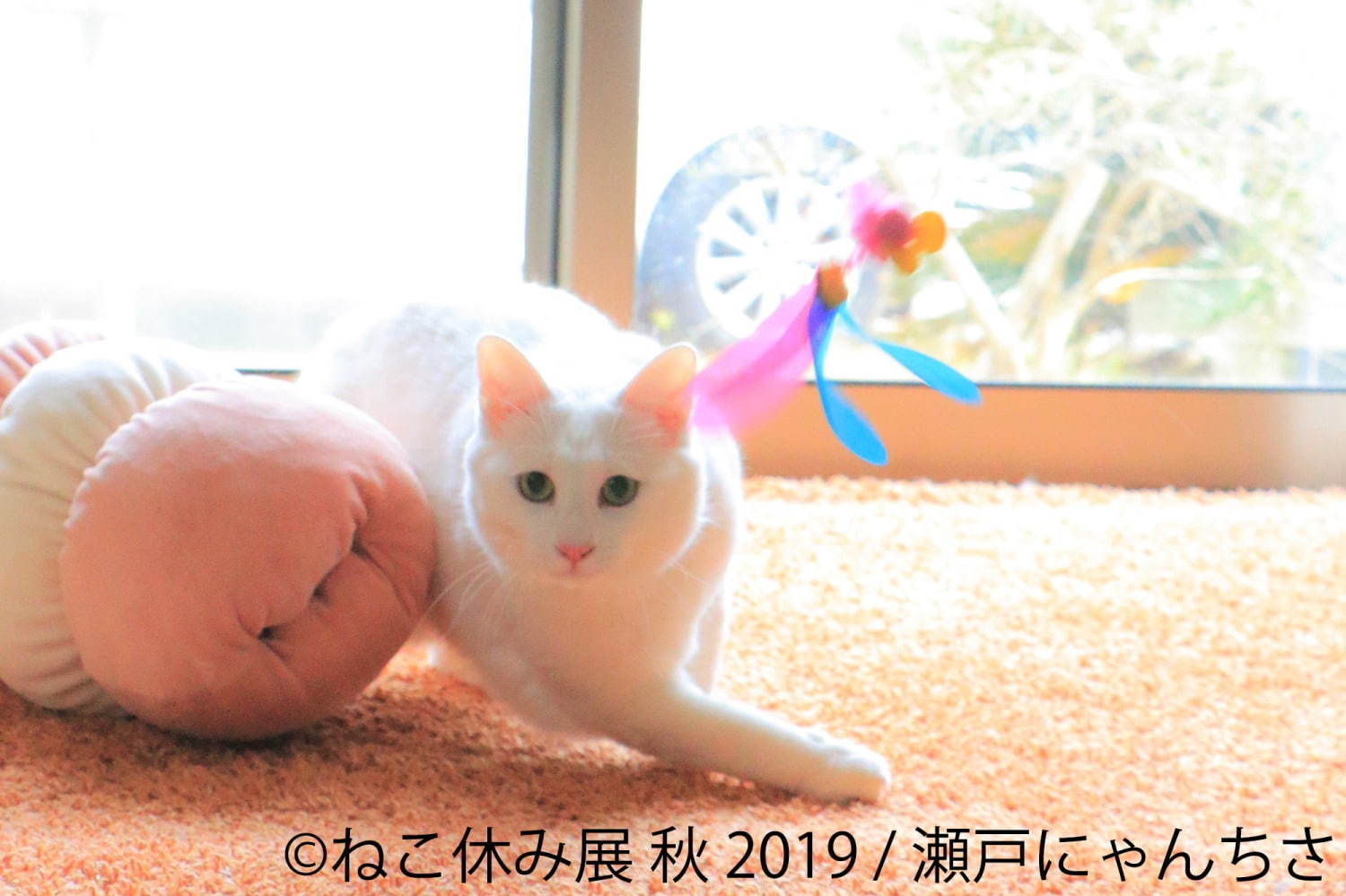 猫の合同写真展＆物販展「ねこ休み展 秋 2019」名古屋で、猫の抜け毛アートや新作ぬいぐるみ｜写真9