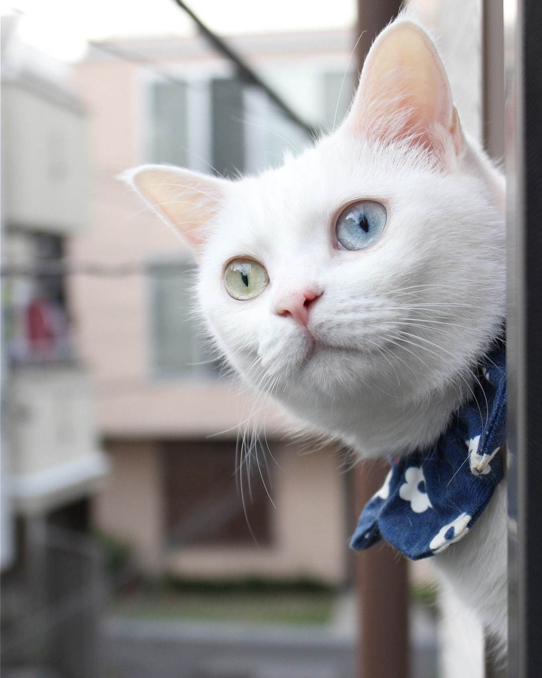 猫の写真 物販展 にゃんぱく ねこの万博 東京 御茶ノ水で グッズの即売会や ねこ検定 模試も ファッションプレス