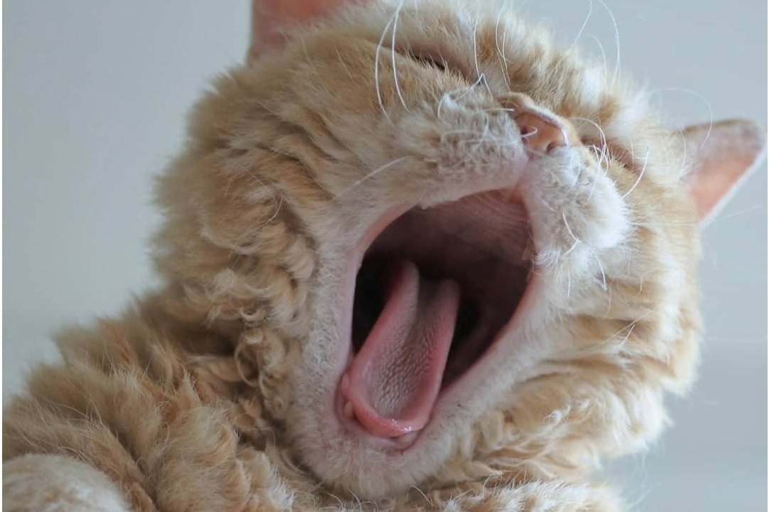 「にゃんぱく～ねこの万博～」