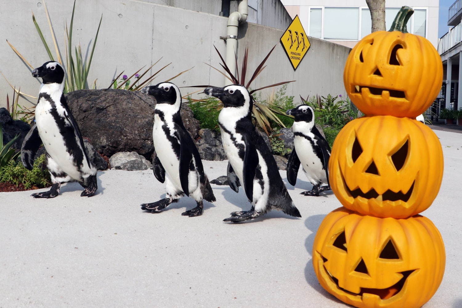 横浜・八景島シーパラダイスの秋イベント、ペンギンによるハロウィンパレード＆季節限定イルカショーも｜写真1