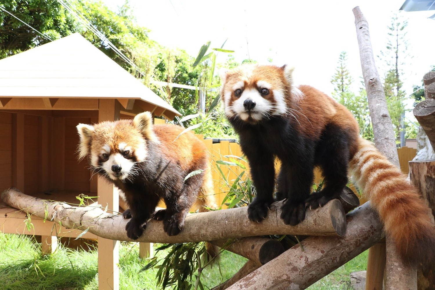 横浜・八景島シーパラダイスの秋イベント、ペンギンによるハロウィンパレード＆季節限定イルカショーも｜写真3