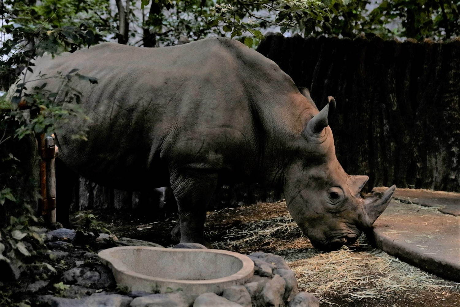 「夜の動物園」静岡市立日本平動物園で“レッサーパンダ”などの夜の姿を観察、イルミネーションも｜写真4