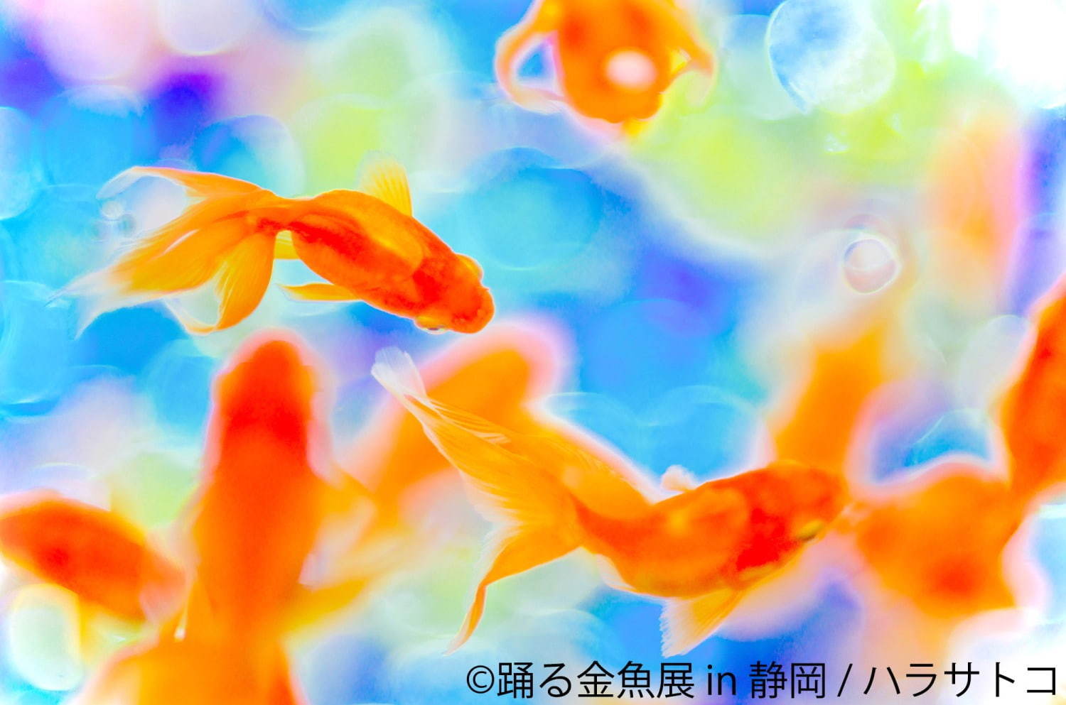 金魚の写真 イラスト展 踊る金魚展 静岡パルコで 人気作家の作品集結 新作限定グッズ販売も ファッションプレス