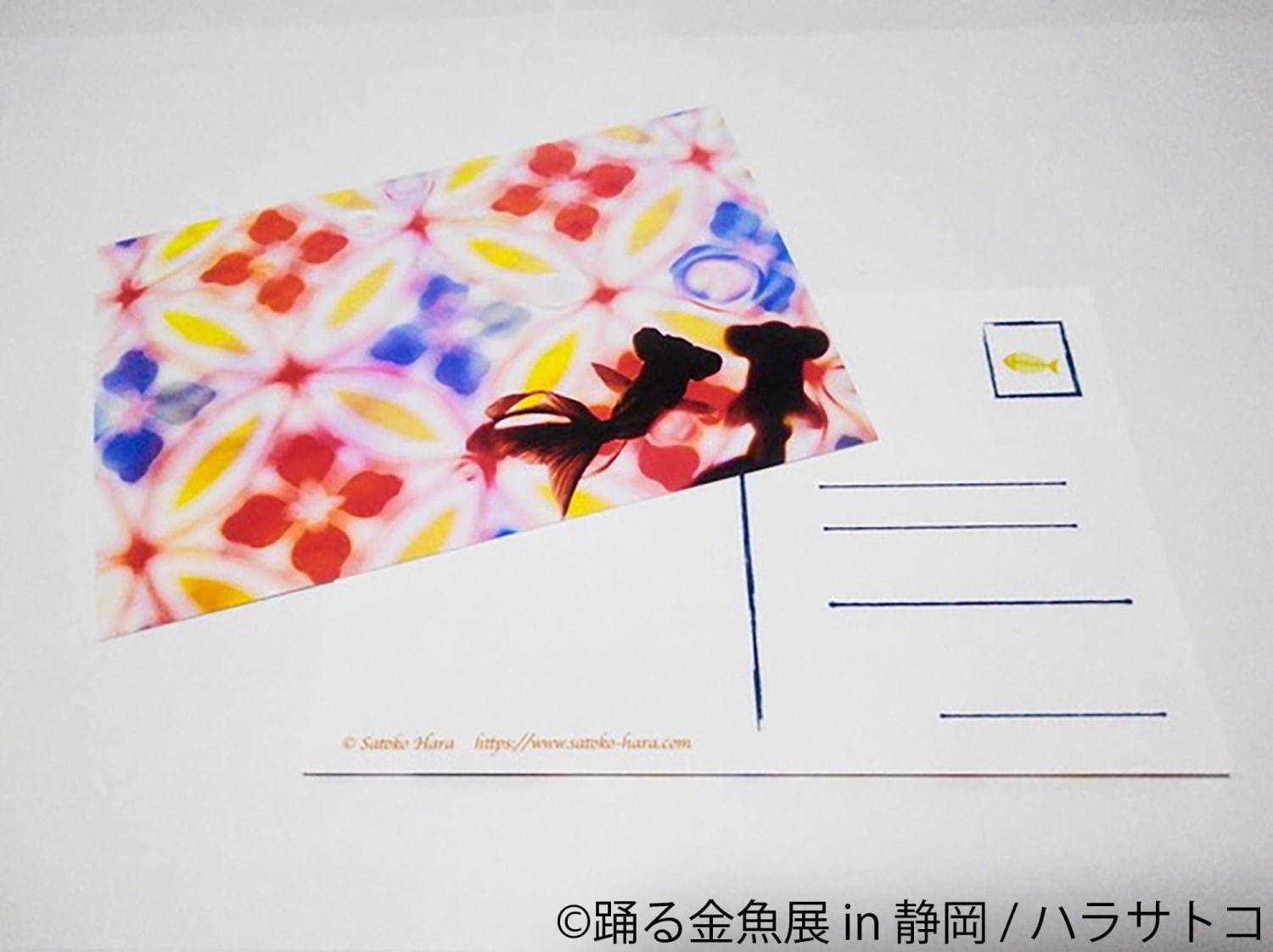 写真15 17 金魚の写真 イラスト展 踊る金魚展 静岡パルコで 人気
