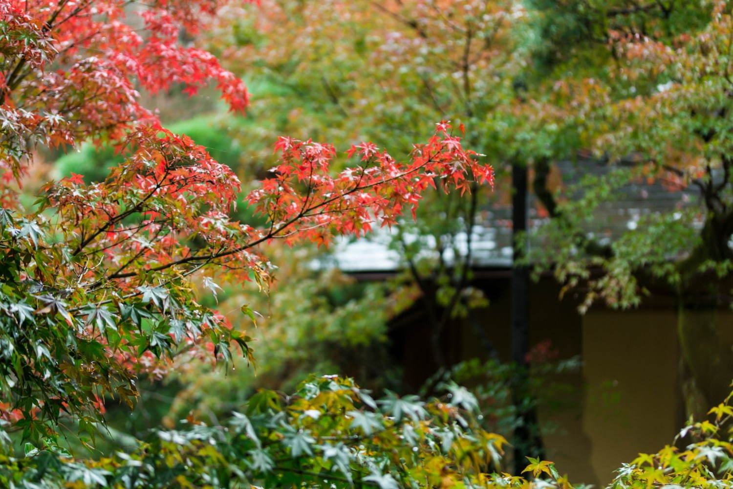 日本庭園で楽しむ「GARDEN アフタヌーンティー“MOMIJI”」秋の新作、京都の南禅寺参道 菊水で｜写真3