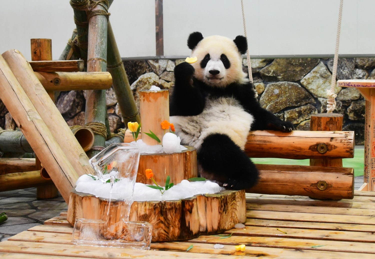 写真3 3 ボールで遊ぶ パンダ のハンバーガーが南紀白浜マリオットホテルで提供 ファッションプレス 写真3 3 ボールで遊ぶ パンダ のハンバーガーが南紀白浜マリオットホテルで提供 ファッションプレス