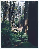 国立科学博物館「風景の科学展 芸術と科学の融合」佐藤卓ディレクション、風景写真を研究者視点で紐解く｜写真3