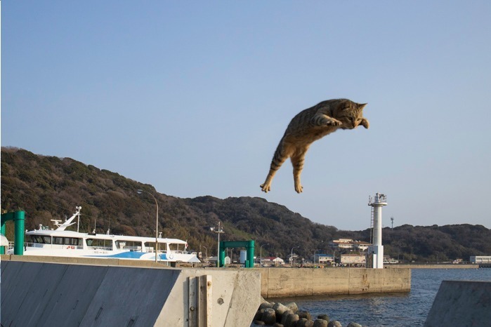 猫の合同展 ねこ専 神戸の大丸須磨店で 猫の写真 イラストや雑貨300点以上が集結 ファッションプレス