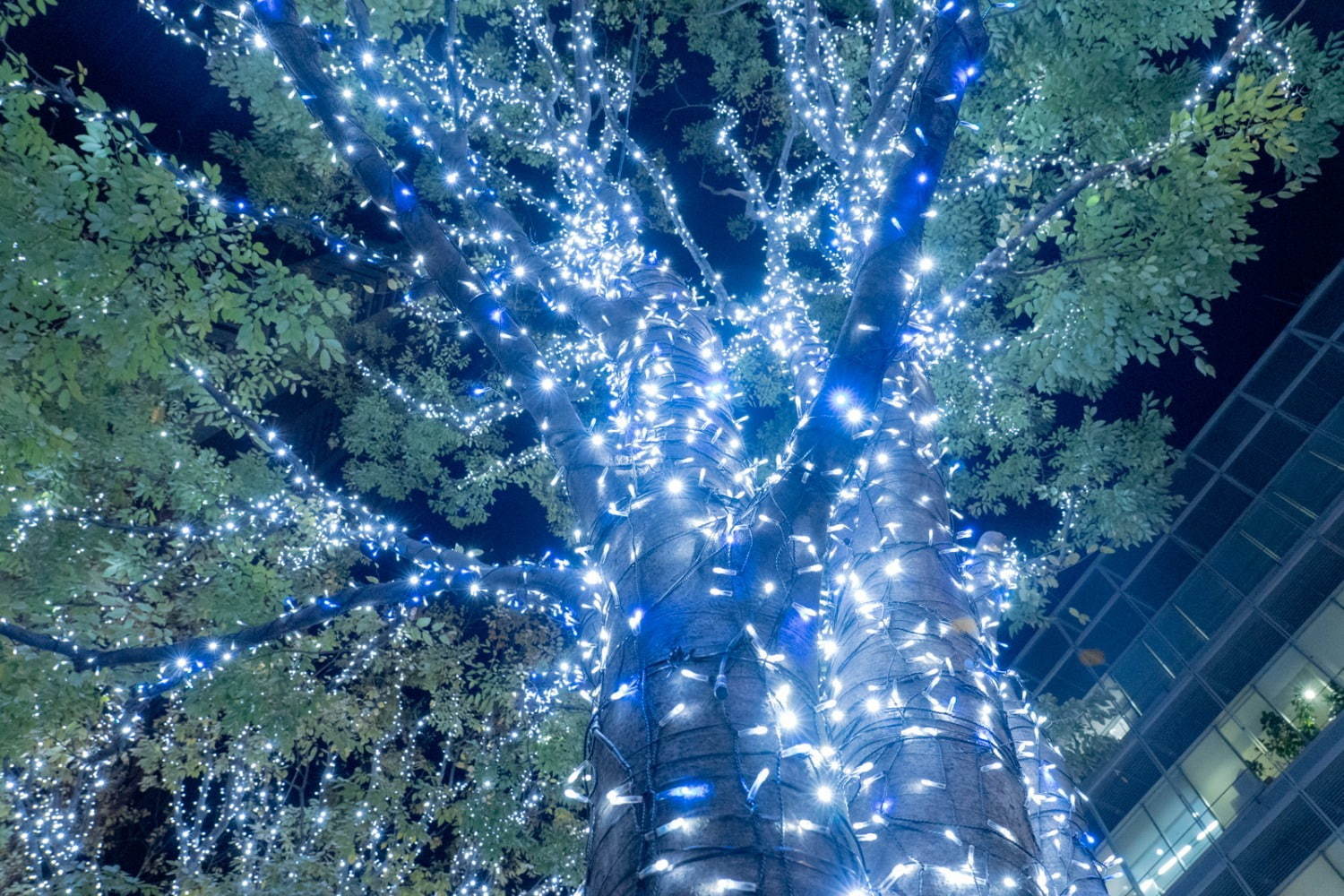 六本木ヒルズのクリスマス「けやき坂イルミネーション」やドレス風ツリー、クリスマスマーケットも｜写真6