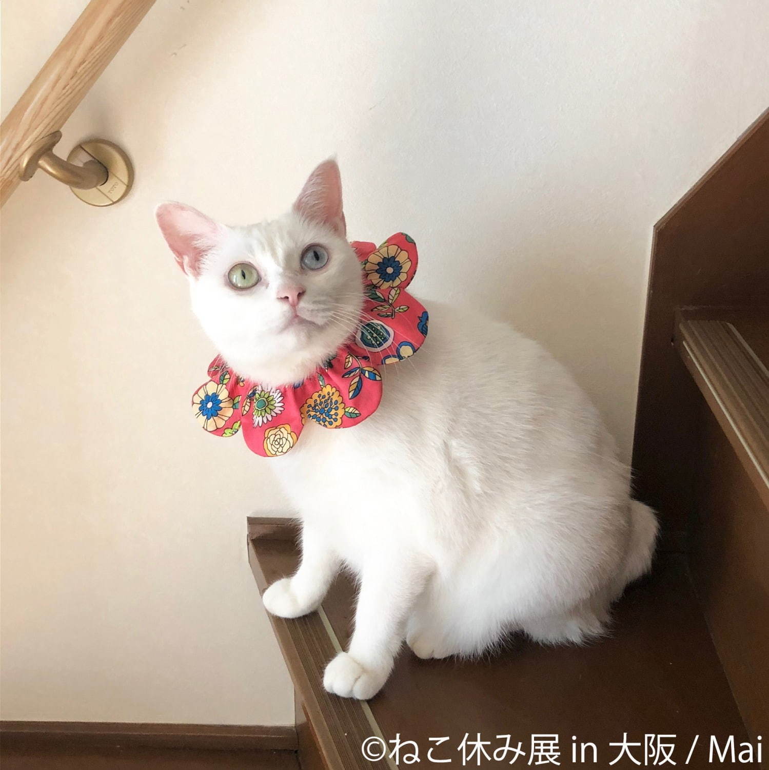 猫の合同写真＆物販展「ねこ休み展」ルクア大阪で、阪神タイガースとのコラボ作品を初公開｜写真2