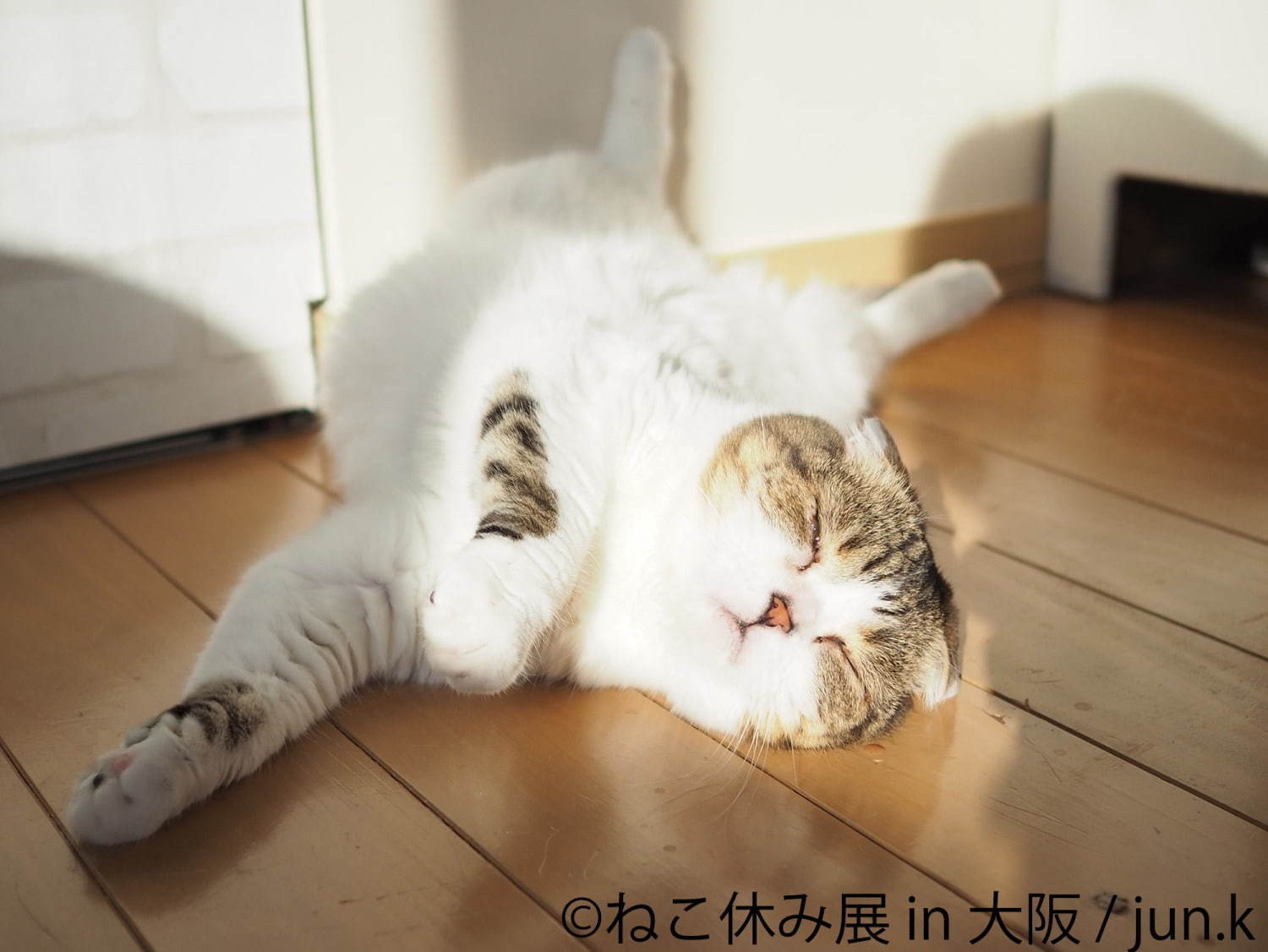猫の合同写真＆物販展「ねこ休み展」ルクア大阪で、阪神タイガースとのコラボ作品を初公開｜写真11