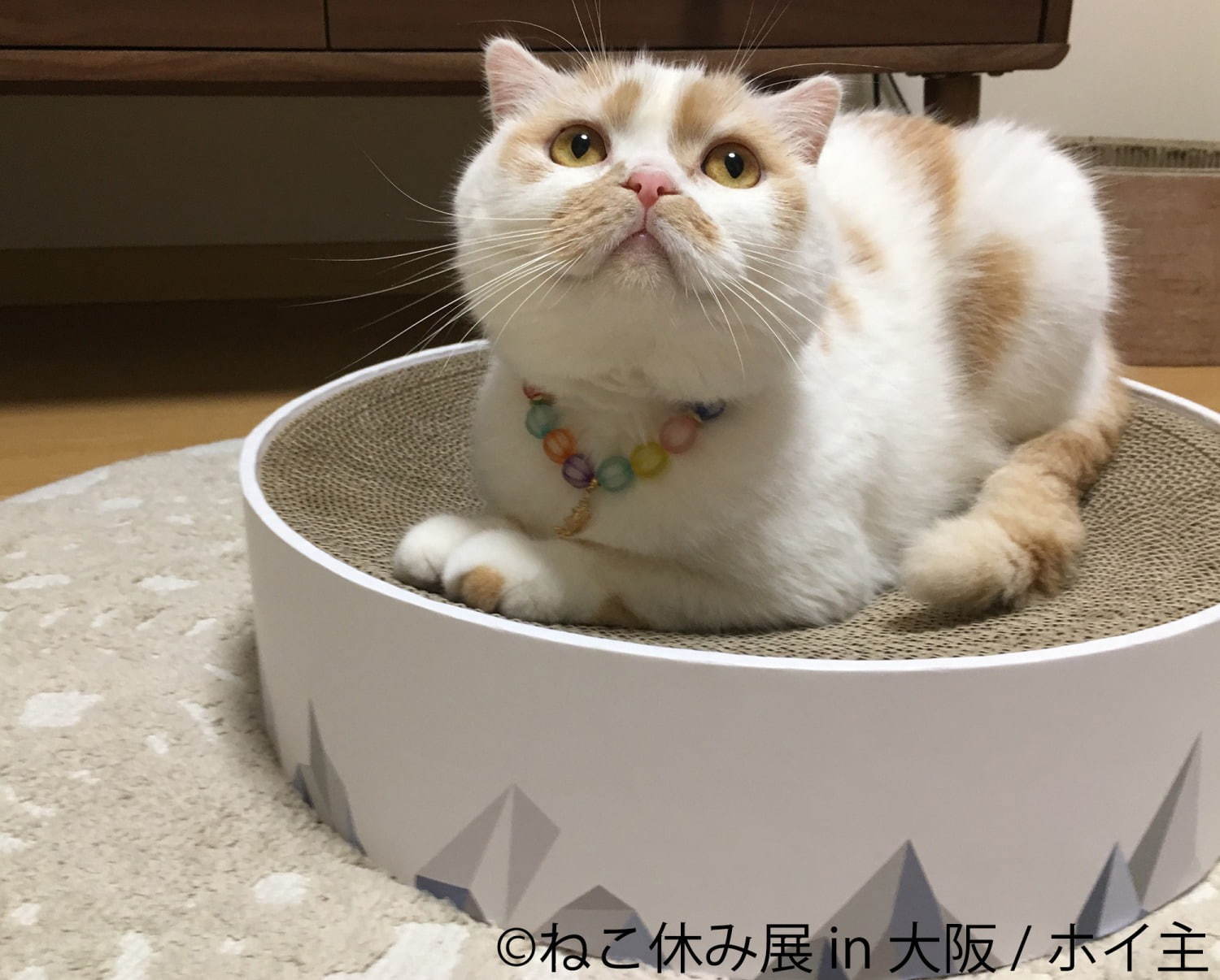 猫の合同写真＆物販展「ねこ休み展」ルクア大阪で、阪神タイガースとのコラボ作品を初公開｜写真5