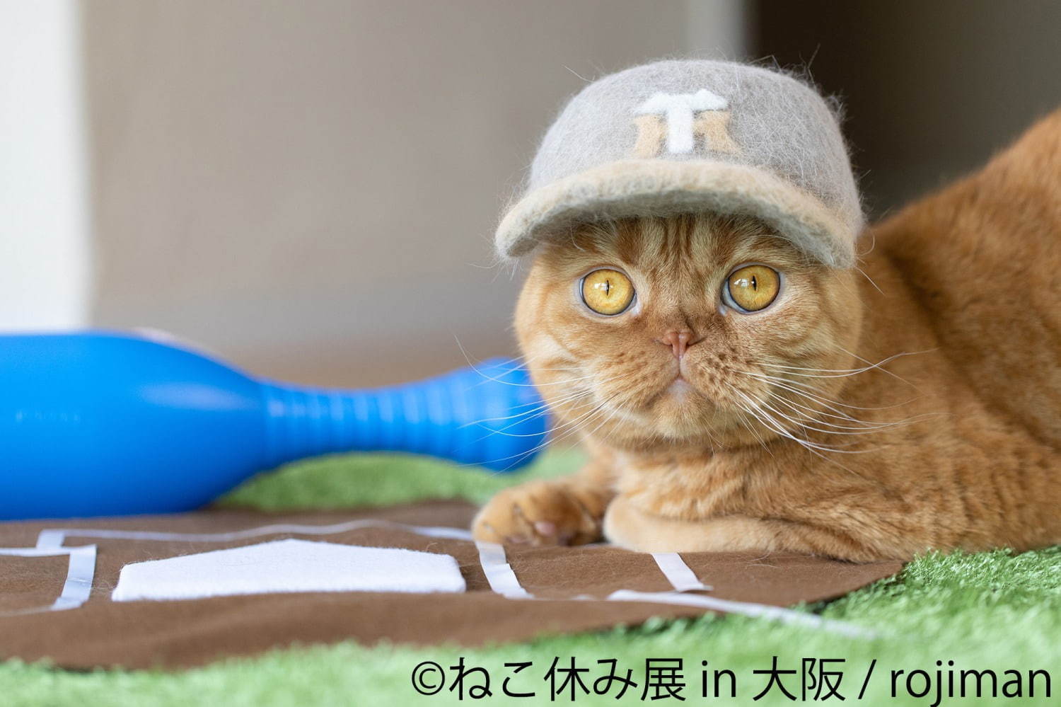 猫の合同写真＆物販展「ねこ休み展」ルクア大阪で、阪神タイガースとのコラボ作品を初公開｜写真14