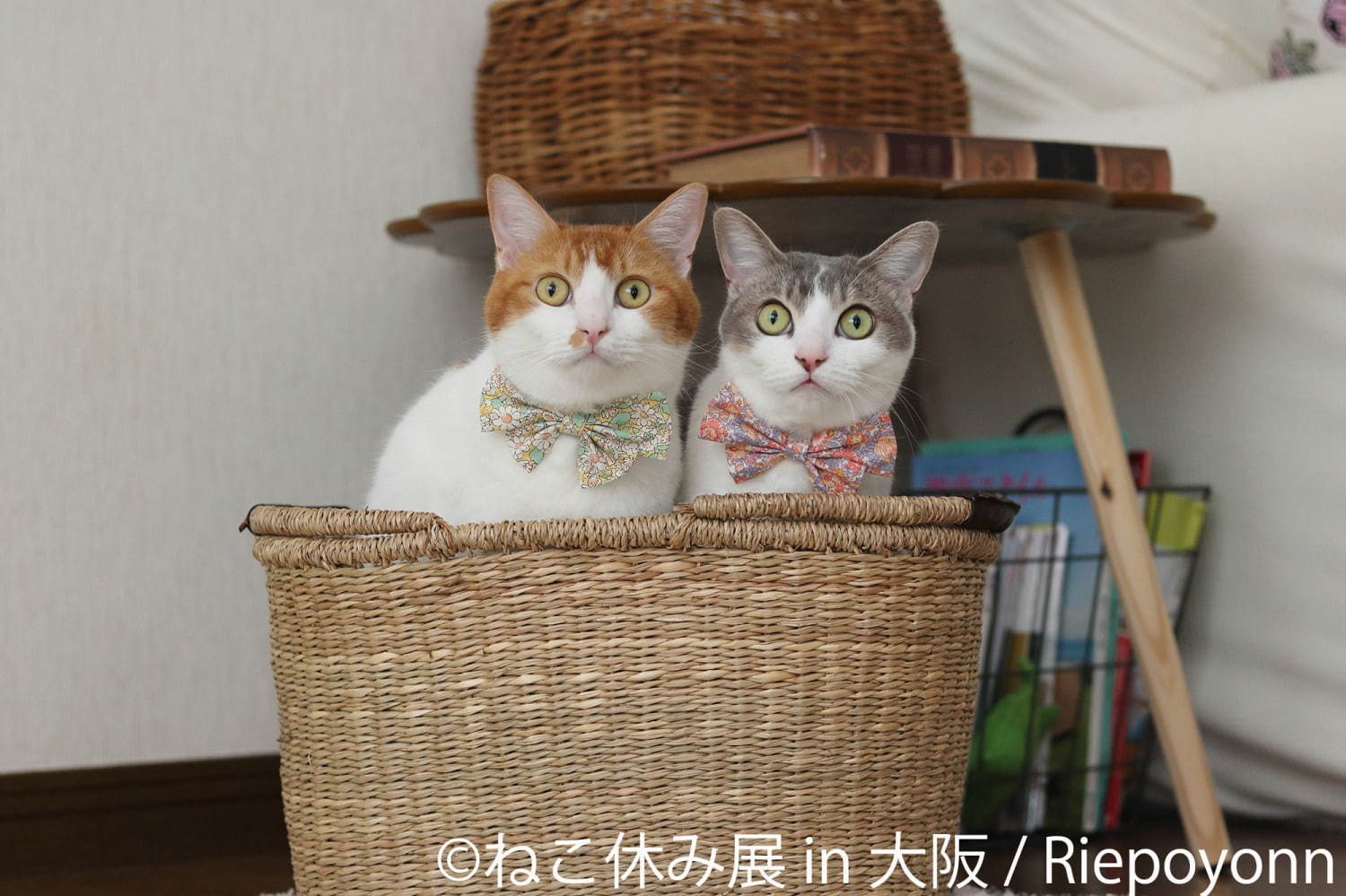 猫の合同写真＆物販展「ねこ休み展」ルクア大阪で、阪神タイガースとのコラボ作品を初公開｜写真4