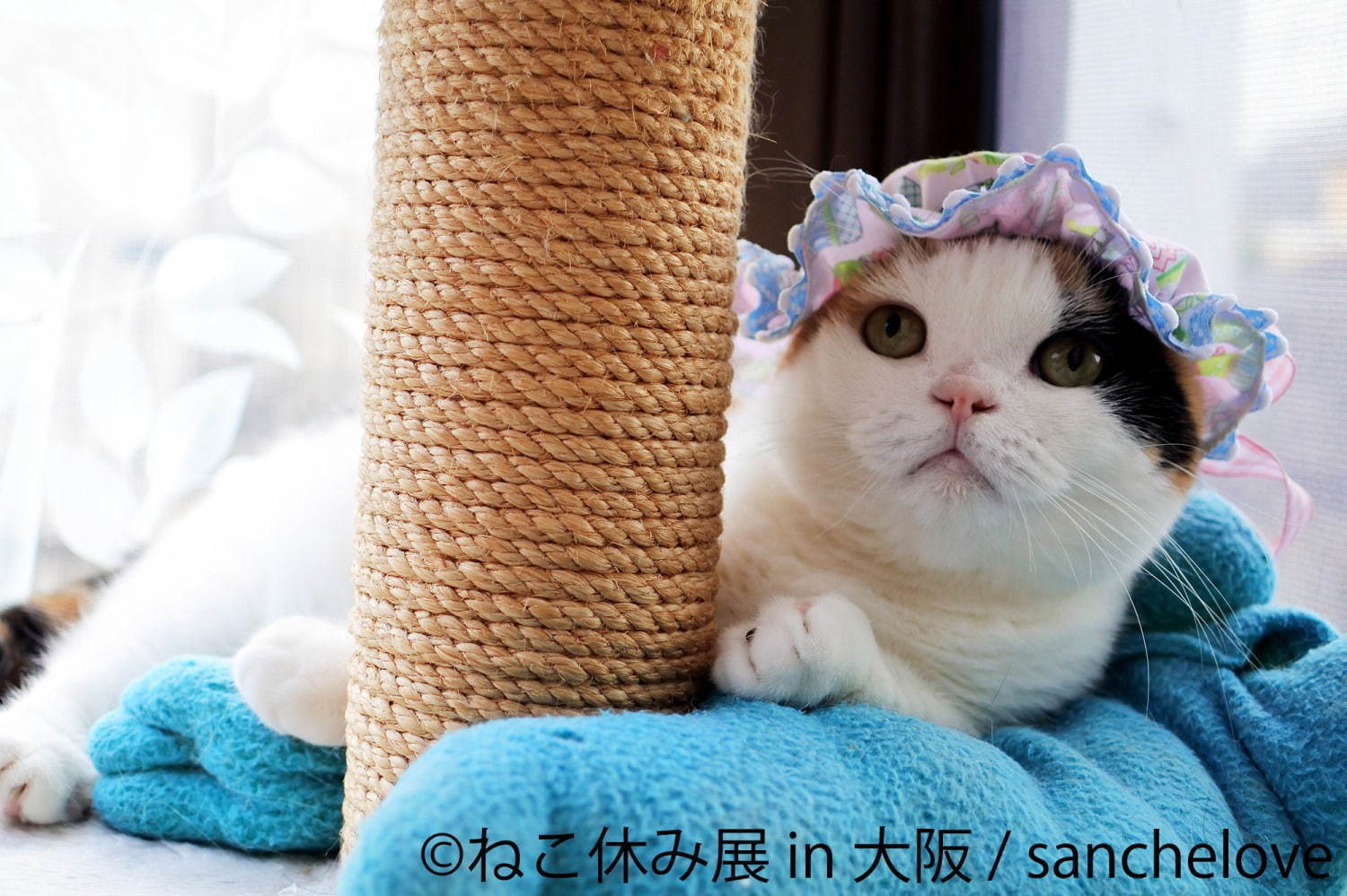 猫の合同写真＆物販展「ねこ休み展」ルクア大阪で、阪神タイガースとのコラボ作品を初公開｜写真6
