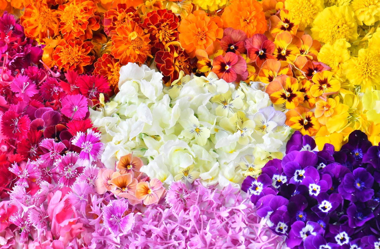 “食べられる花”体験型アートイベント「おいしい花畑」池袋にて - 花＆ハーブで彩るオリジナルドリンク｜写真13