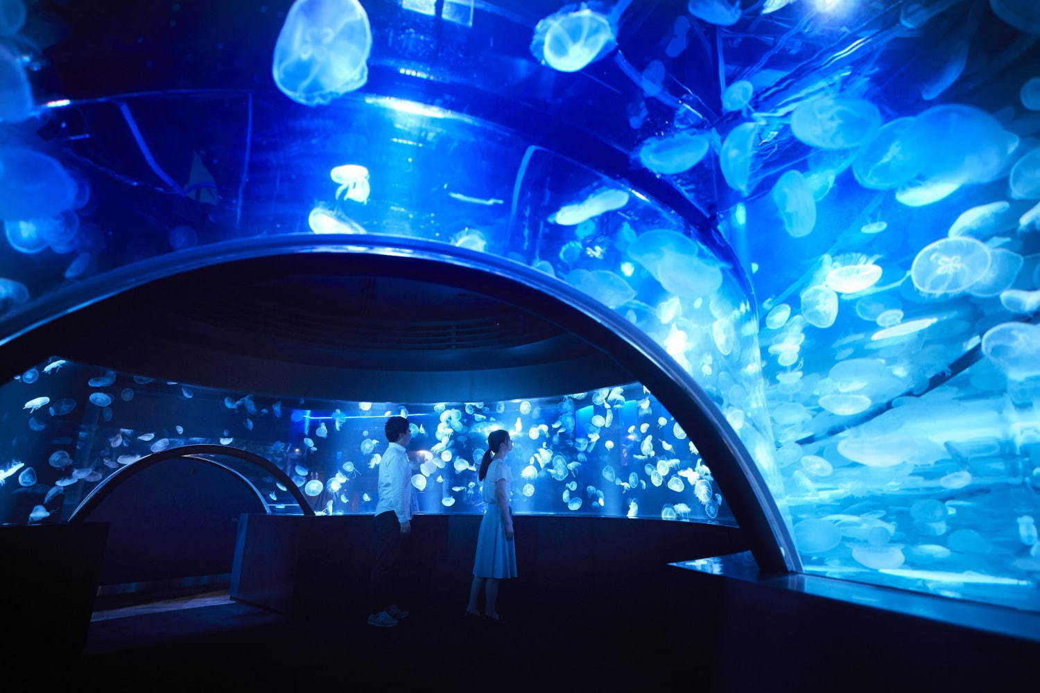京都水族館初の大規模リニューアル、約20種5,000匹の新クラゲ展示エリア「クラゲワンダー」誕生｜写真18