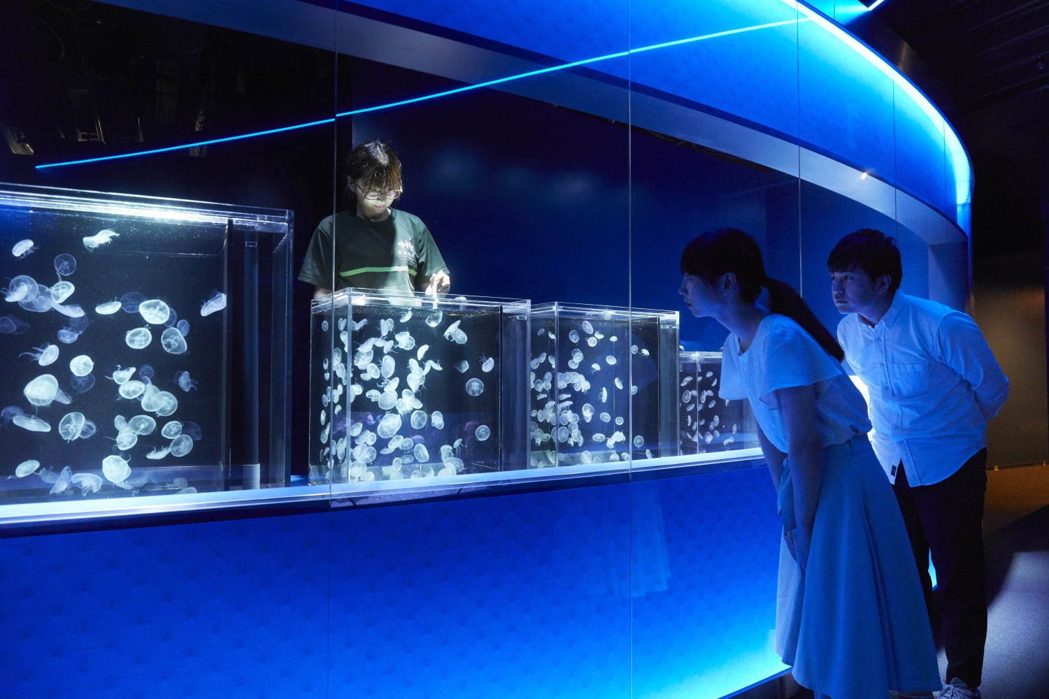 京都水族館初の大規模リニューアル、約20種5,000匹の新クラゲ展示エリア「クラゲワンダー」誕生｜写真21