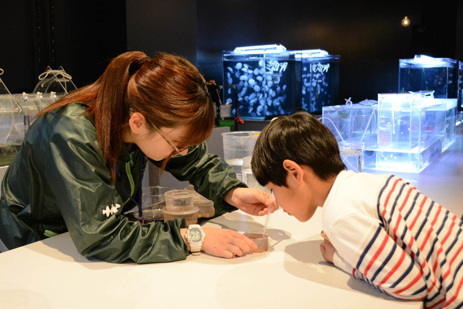 京都水族館初の大規模リニューアル、約20種5,000匹の新クラゲ展示エリア「クラゲワンダー」誕生｜写真15