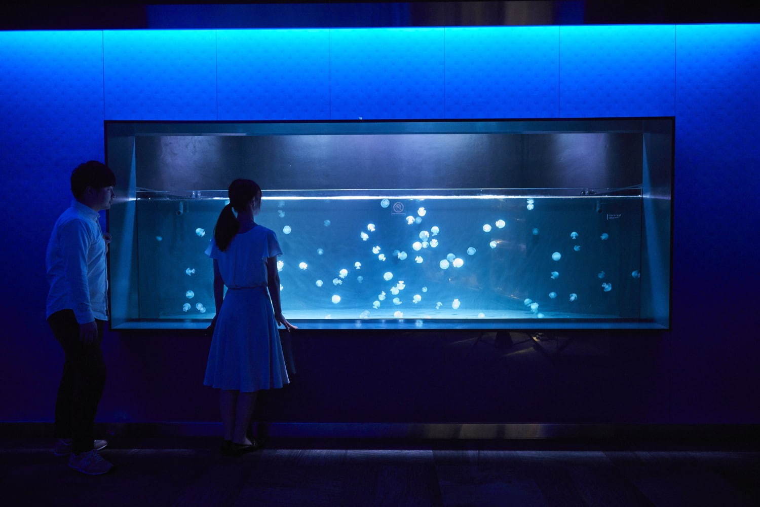 京都水族館初の大規模リニューアル、約20種5,000匹の新クラゲ展示エリア「クラゲワンダー」誕生｜写真20