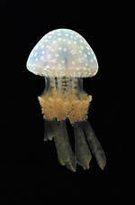 京都水族館初の大規模リニューアル、約20種5,000匹の新クラゲ展示エリア「クラゲワンダー」誕生｜写真11