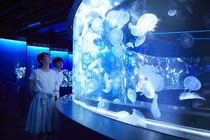 京都水族館初の大規模リニューアル 約種5 000匹の新クラゲ展示エリア クラゲワンダー 誕生 ファッションプレス