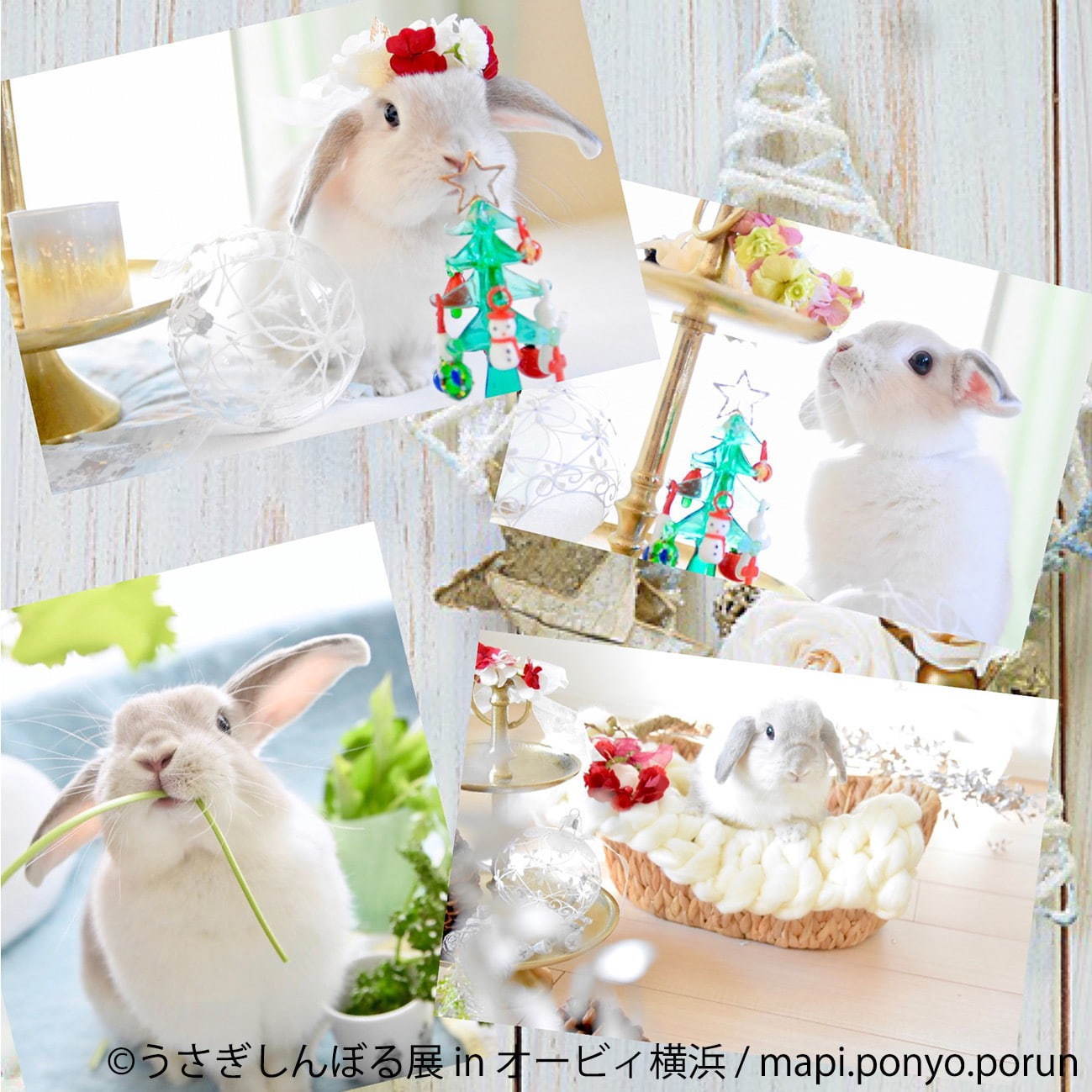 うさぎの合同写真＆物販展「うさぎしんぼる展」オービィ横浜で、うさぎアクセサリーなど販売｜写真11