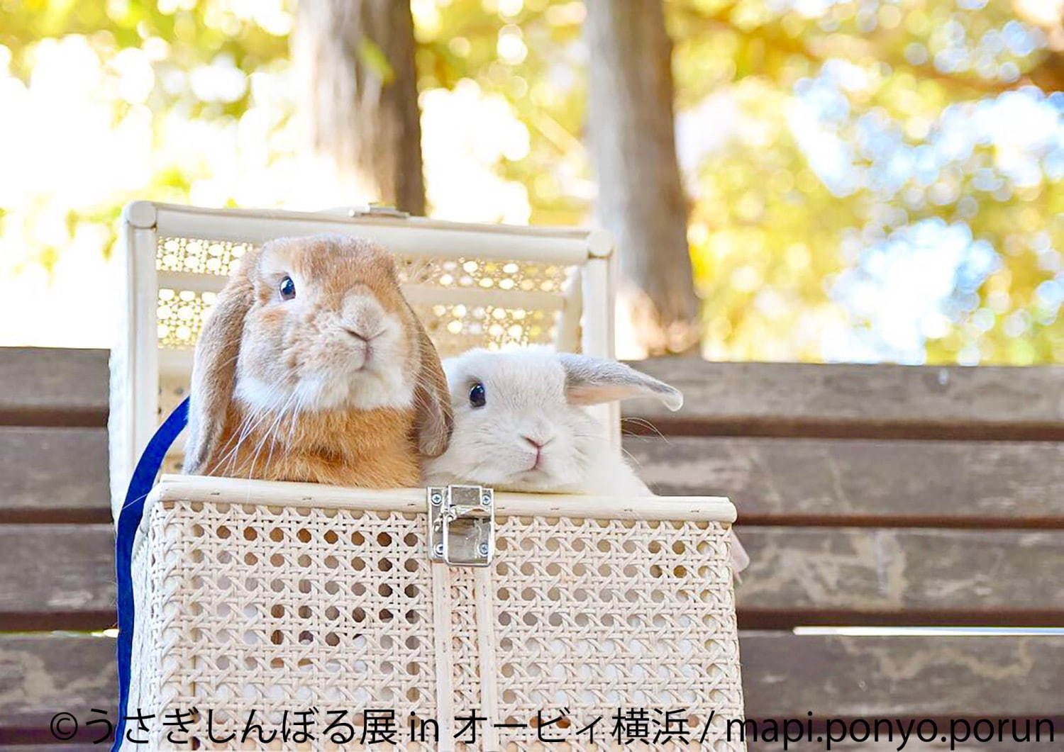 うさぎの合同写真＆物販展「うさぎしんぼる展」オービィ横浜で、うさぎアクセサリーなど販売｜写真1