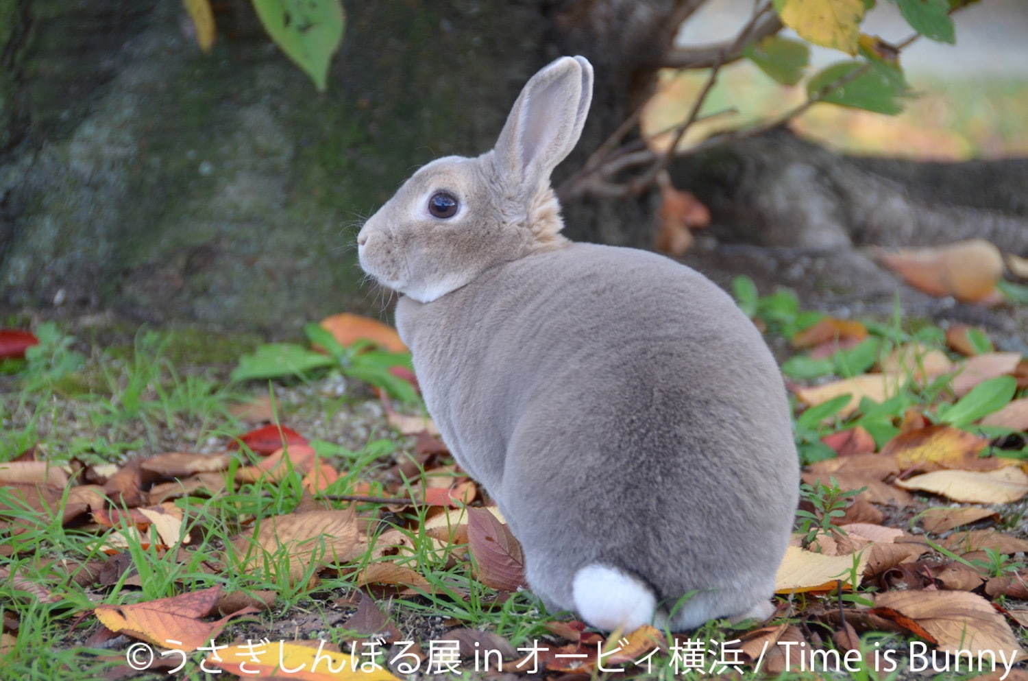 うさぎの合同写真＆物販展「うさぎしんぼる展」オービィ横浜で、うさぎアクセサリーなど販売｜写真3