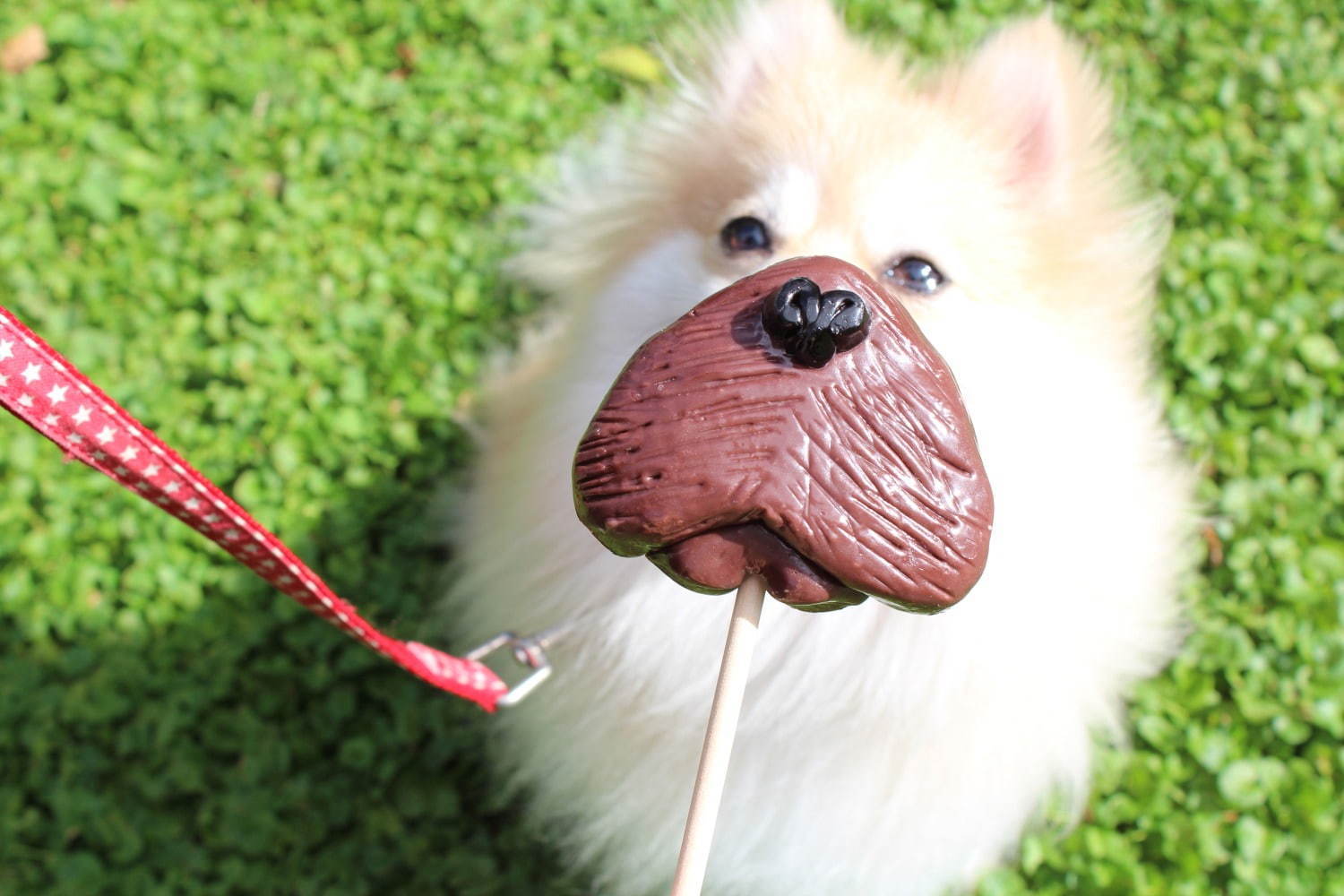 パパブブレ“犬”になりきるロリポップ＆肉球フレーバーのキャンディ、ダルメシアン柄チョコも｜写真5