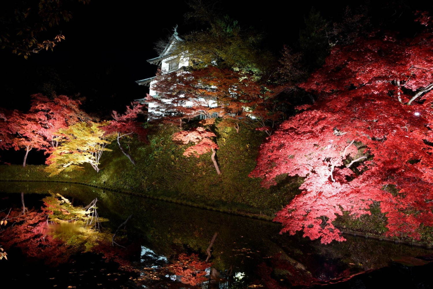 「弘前城 菊と紅葉まつり」青森・弘前公園で、1,000本の楓＆2600本の桜のライトアップも｜写真1