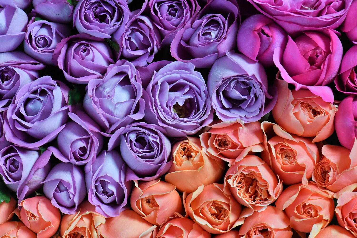 バラの花弁が舞い落ちた「美ドーナツ」ヴィーガン＆グルテンフリーの揚げないドーナツ、渋谷で限定販売｜写真2