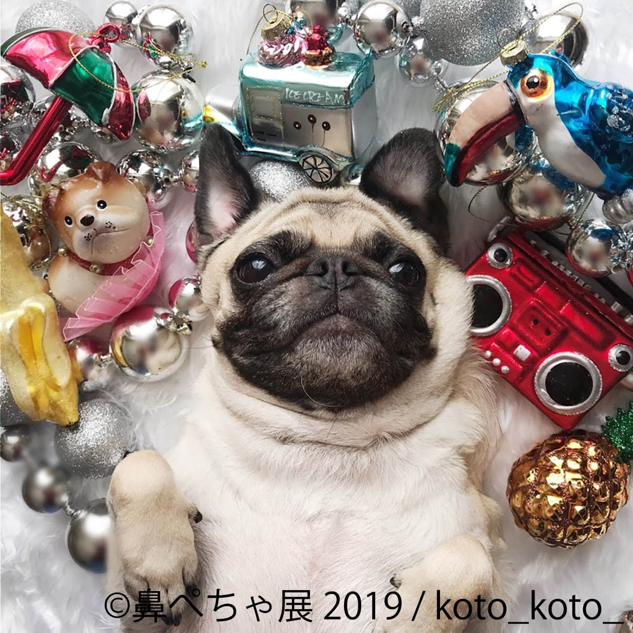 「鼻ぺちゃ展 2019」東京・浅草で、パグやシーズーなど“鼻ぺちゃ犬”の写真＆グッズが大集合｜写真8